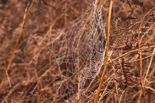 This landscape photograph captures a rural scene in the Peak District, England, during the early morning in autumn. The main subject is a spider's web intricately woven between dried grasses and autumnal ferns, adorned with glistening droplets of dew. The composition highlights the delicate structure of the spider’s web against the characteristic brown and golden tones typical of the season in the United Kingdom countryside. The image showcases the natural beauty of the rural environment in the Peak District, with the autumn light enhancing the clarity of the droplets on the spiders web.